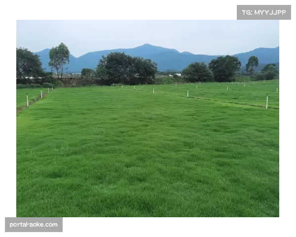 尼斯新主场“蓝色海岸球场”宣布完成草皮更换工程，采用混合草系统